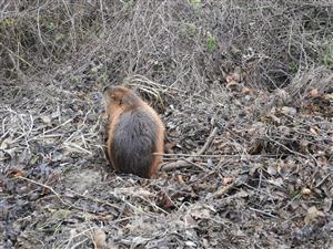Nutria vodná